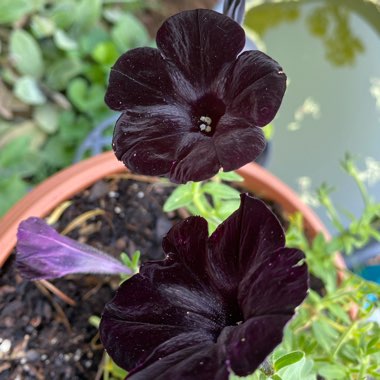 Petunia