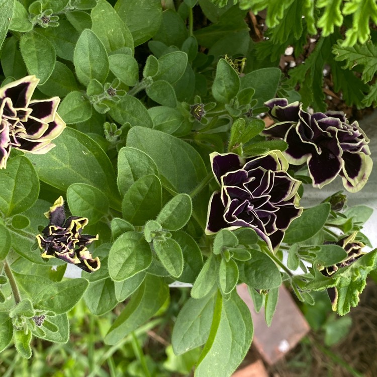 plant image 1598740 plant image 1598740