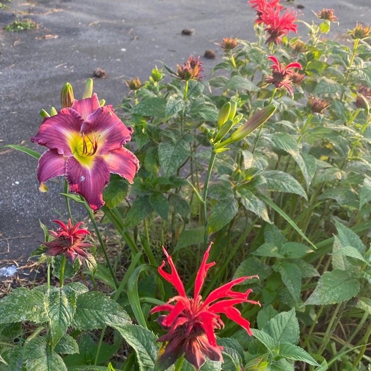 plant image 1599132 plant image 1599132