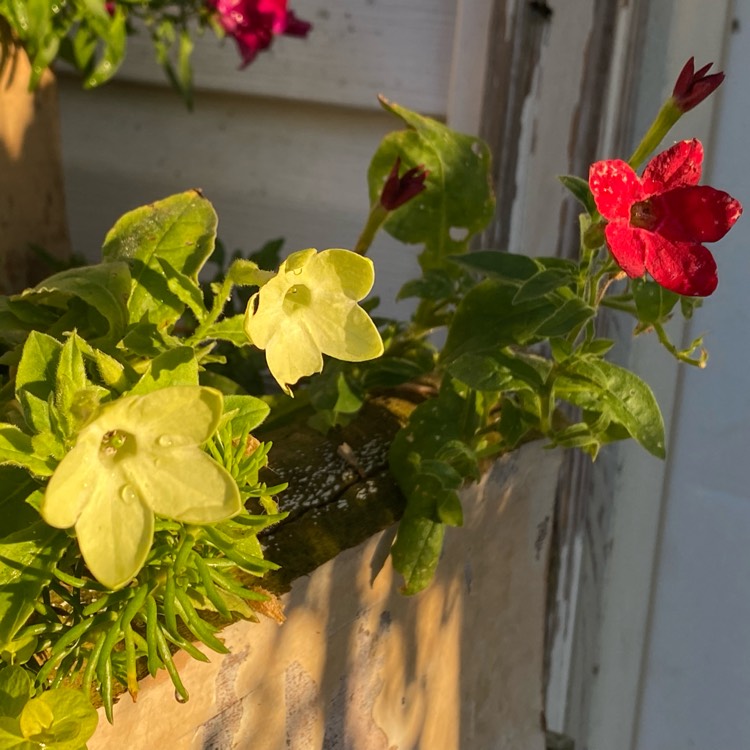 Plant image Nicotiana