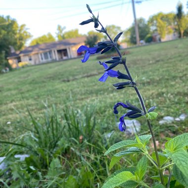 Salvia Guaranitica 'Black and Blue'