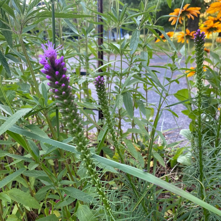 plant image 1602874 plant image 1602874