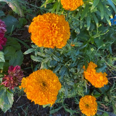 Tagetes erecta