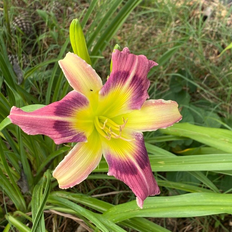 plant image 1603624 plant image 1603624