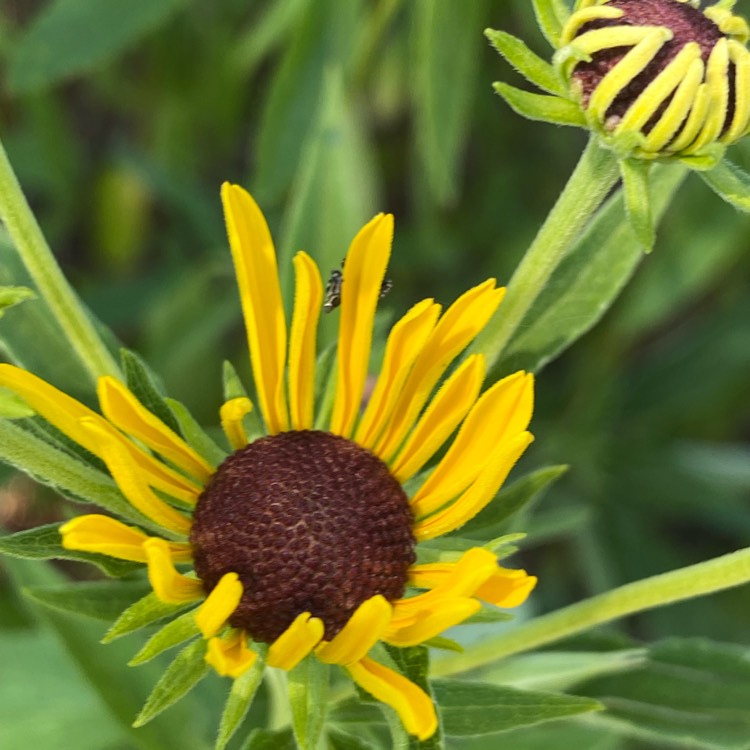 plant image 1604506