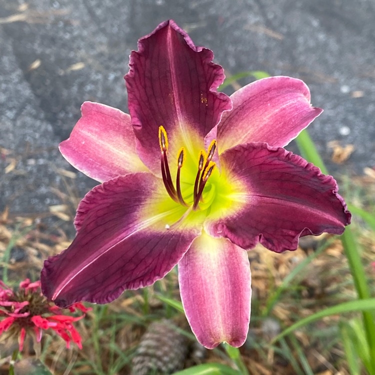 plant image 1604509 plant image 1604509