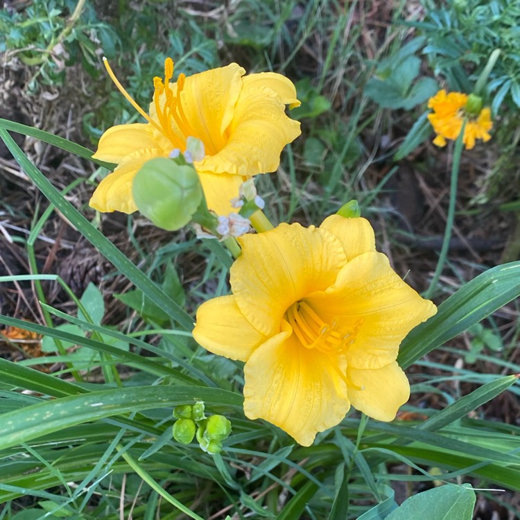 plant image 1604510 plant image 1604510