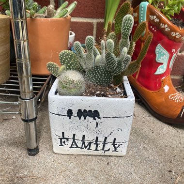 Opuntia microdasys