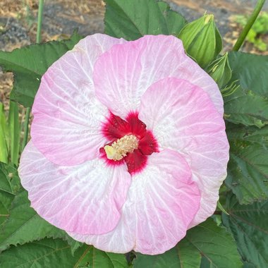 Hibiscus