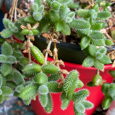 Delosperma echinatum syn. Delosperma pruinosum