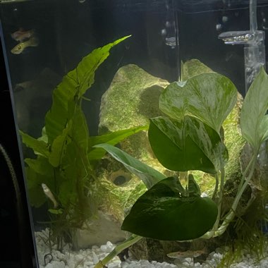 Epipremnum aureum 'Marble Queen'