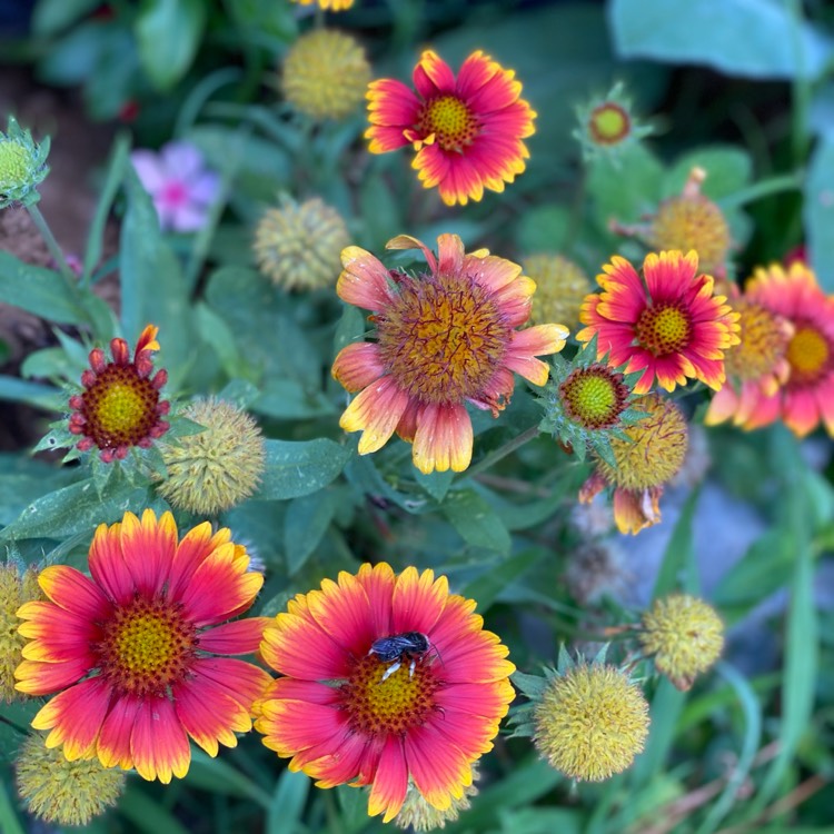 plant image 1610016 plant image 1610016