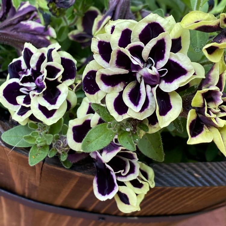 plant image 1612141 plant image 1612141