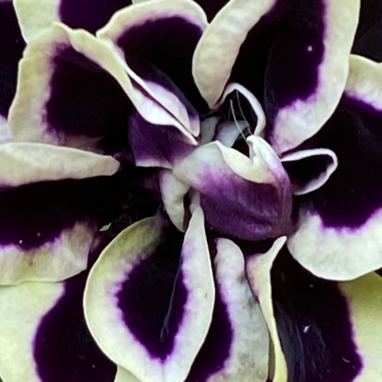 plant image 1612784 plant image 1612784