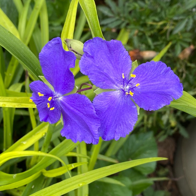 plant image 1613262
