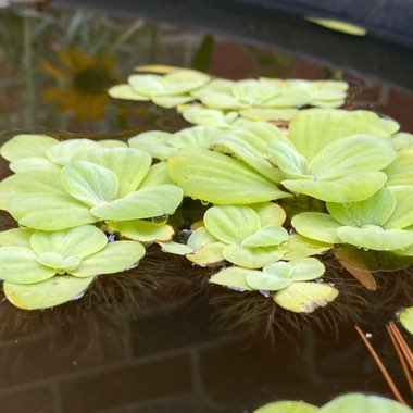 Pistia Stratiotes