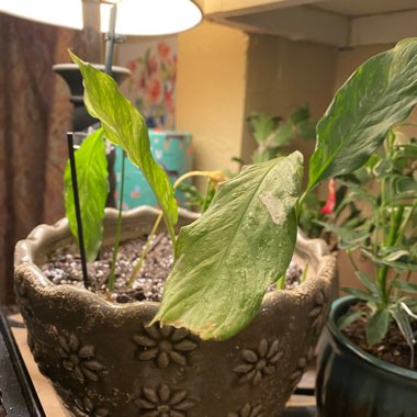 Spathiphyllum clevelandii