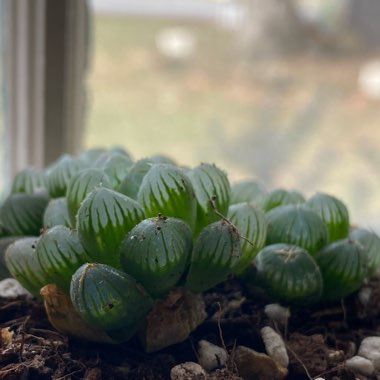 Haworthia Cooperi