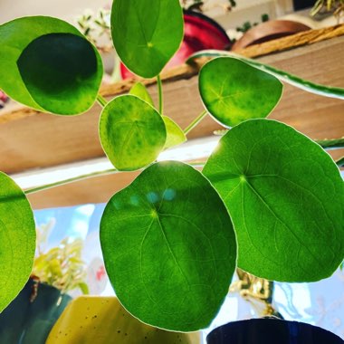 Pilea peperomioides