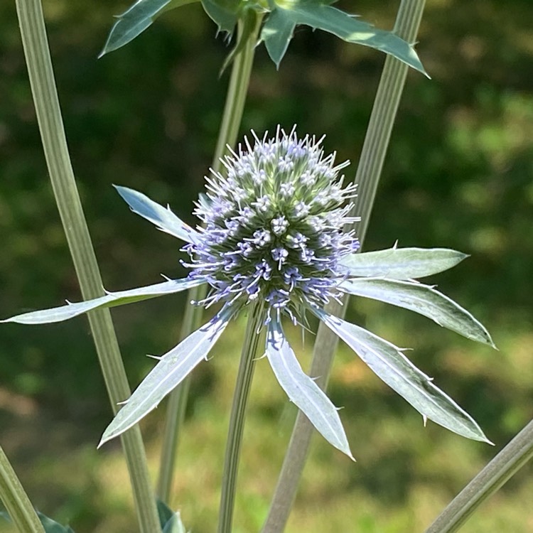 plant image 1670120 plant image 1670120