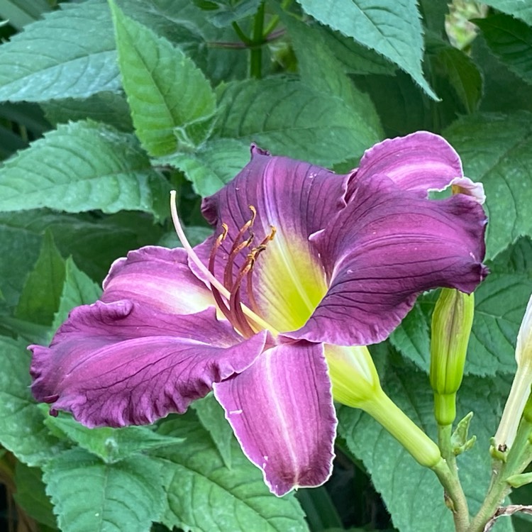 plant image 1670121 plant image 1670121