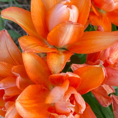 Lilium (Asiatic)