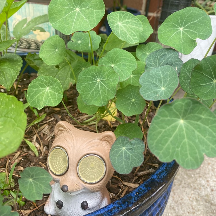 plant image 1670745 plant image 1670745