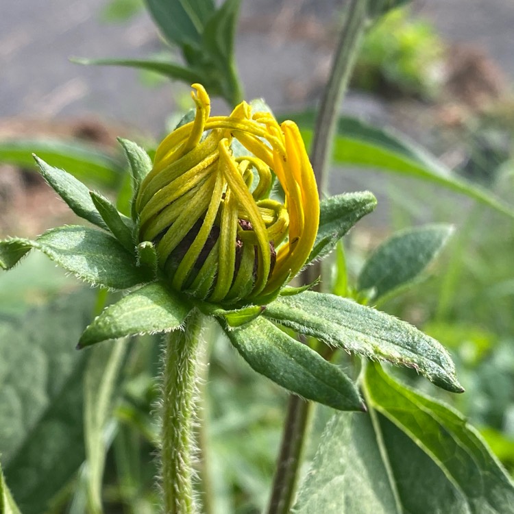 plant image 1672163