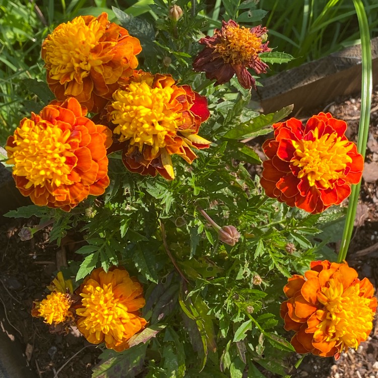 plant image 1678509 plant image 1678509
