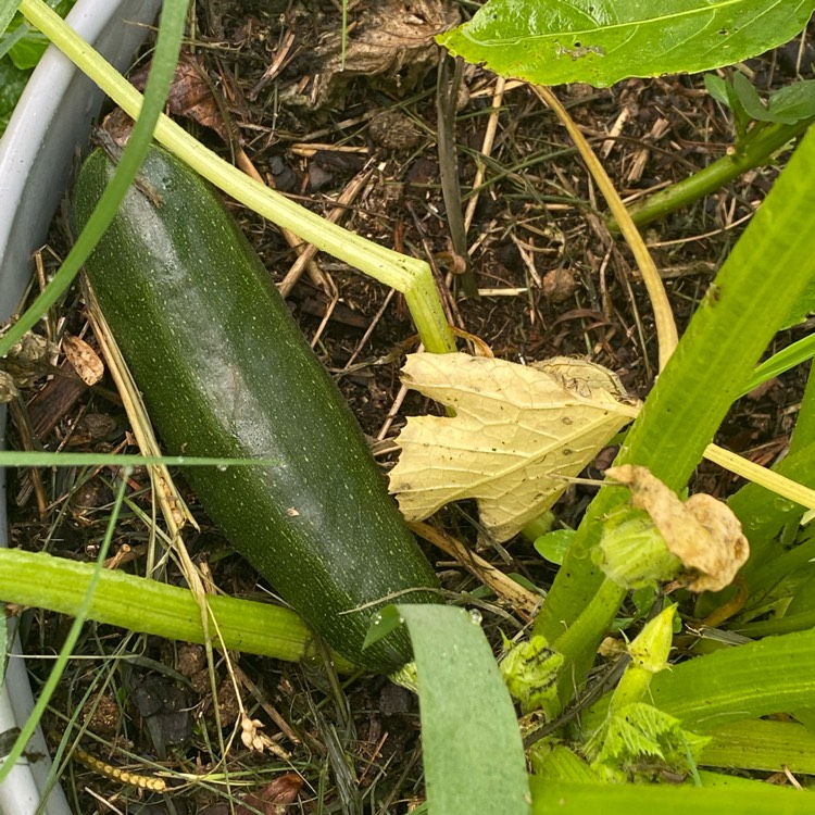 plant image 1678821