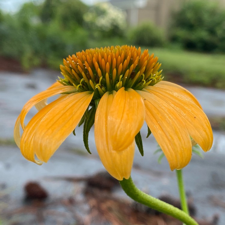 plant image 1679385 plant image 1679385