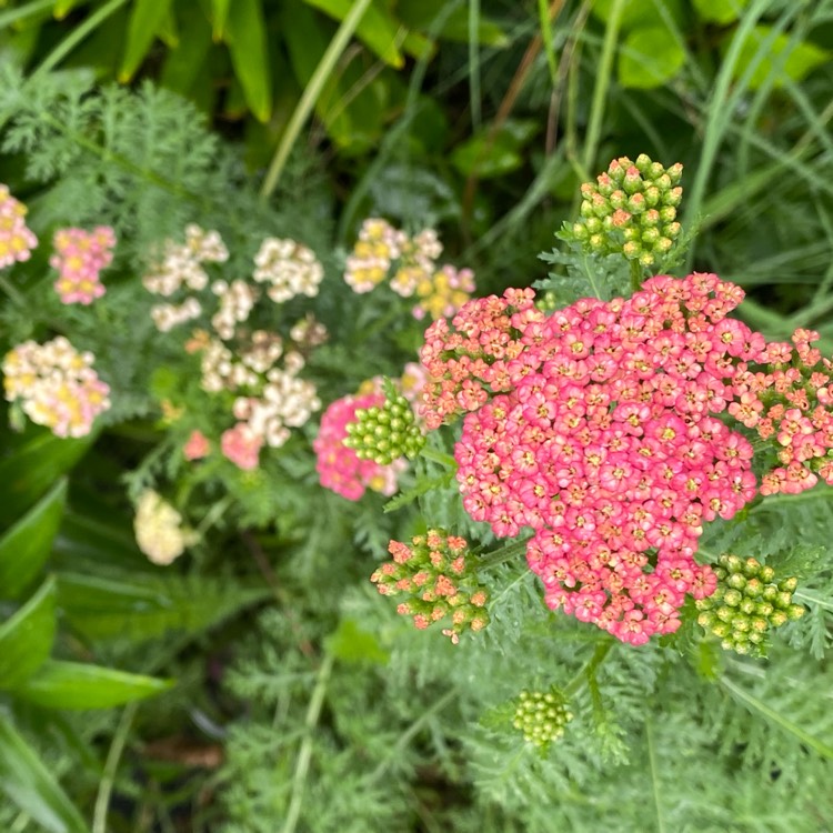 plant image 1682170
