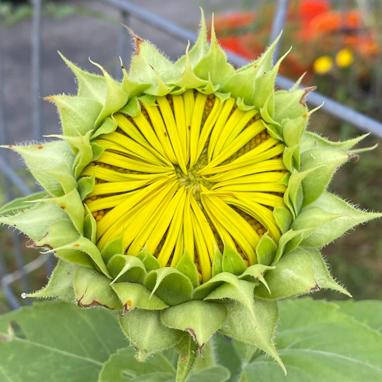 plant image 1683258 plant image 1683258