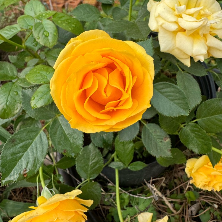 plant image 1706967 plant image 1706967