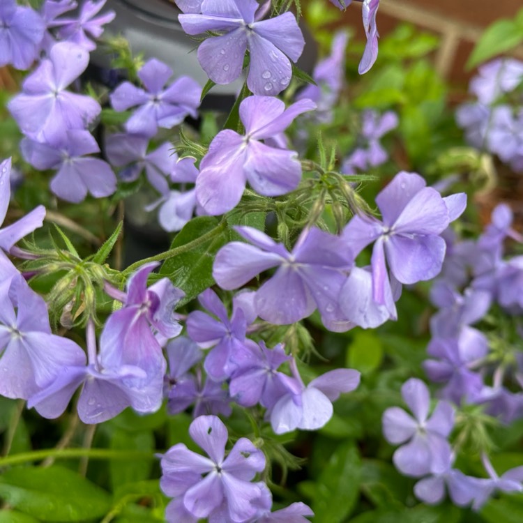 plant image 1706969