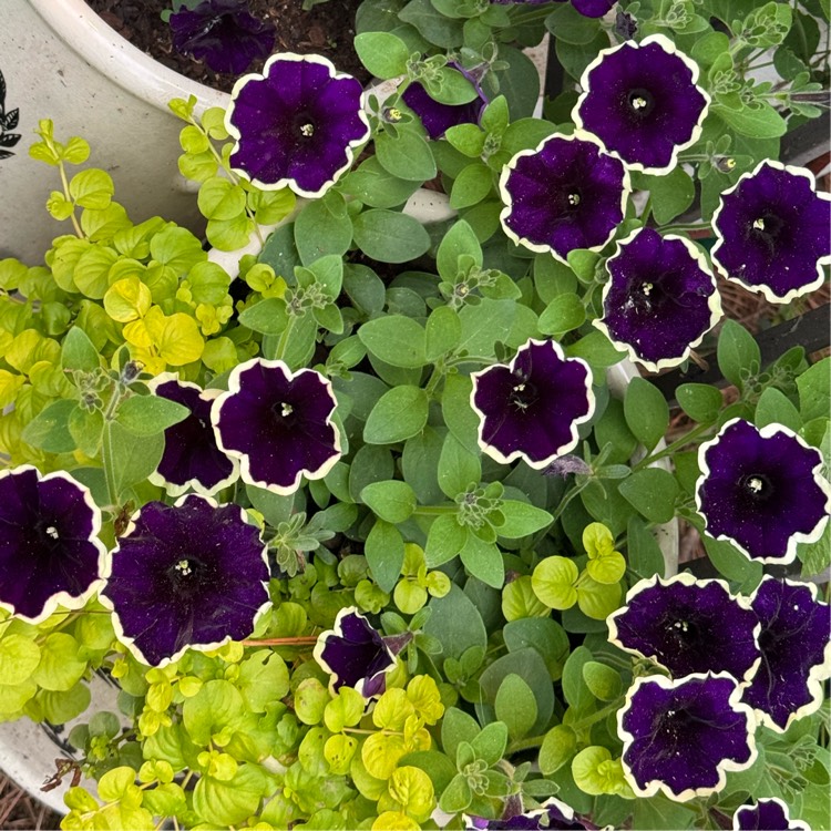 plant image 1708616 plant image 1708616