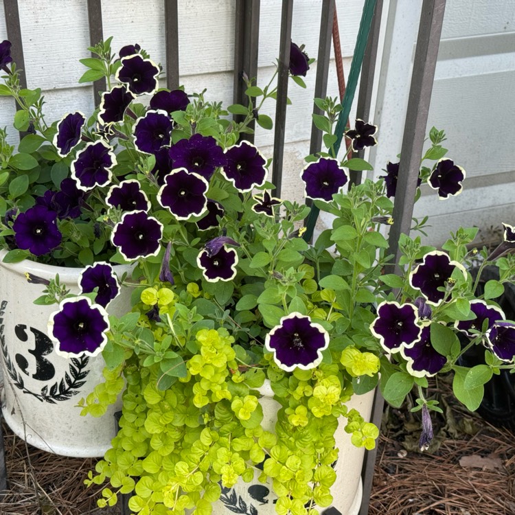 plant image 1710255 plant image 1710255
