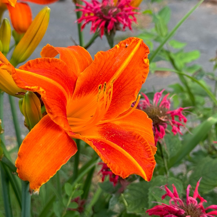 plant image 1717831 plant image 1717831
