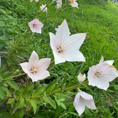 Platycodon grandiflorus  syn. Campanula grandiflora