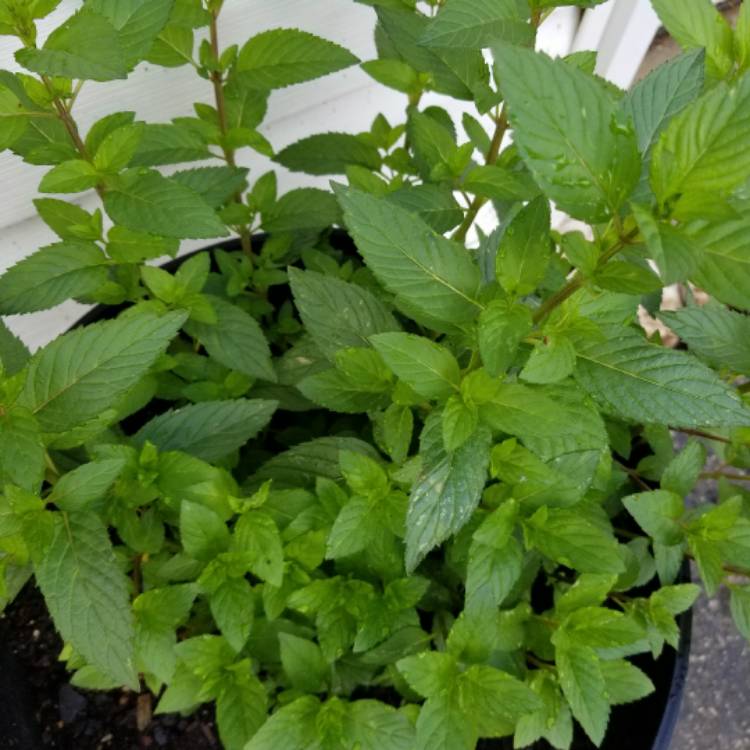 plant image 477475