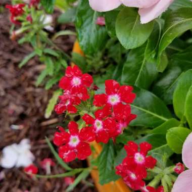 Verbena 'Venturi® Rose'