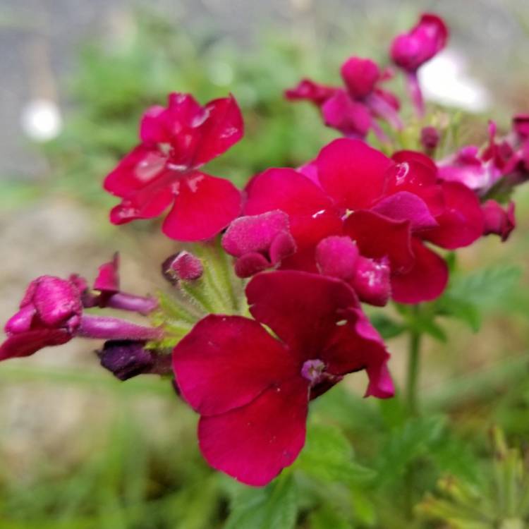 plant image 477511