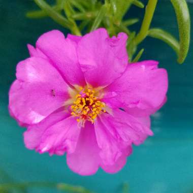 Portulaca grandiflora