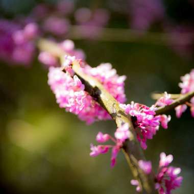 Cercis Canadensis