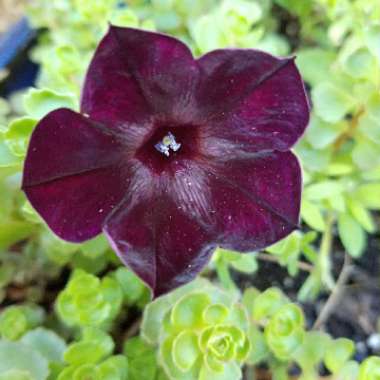Petunia 'Black Velvet'