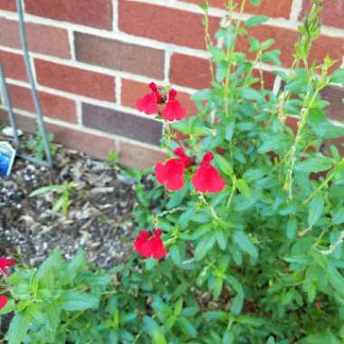 Salvia greggii 'Navajo Red'