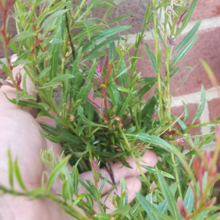Plant image Oenothera lindheimeri 'Siskiyou Pink' syn. Gaura lindheimeri 'Siskiyou Pink'