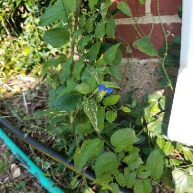 Commelina Communis