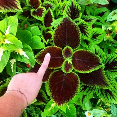 Solenostemon scutellarioides  syn. Plectranthus scutellarioides, Coleus scutellarioides, Coleus blumei