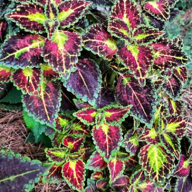 Solenostemon scutellarioides  syn. Plectranthus scutellarioides, Coleus scutellarioides, Coleus blumei